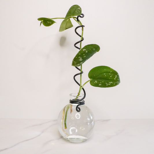 A clear sphere-shaped propagation jar with a black wire trellis spiraling upward, supporting a vibrant green plant cutting with heart-shaped leaves and visible roots. The jar sits on a white marble surface against a plain white background, showcasing its minimalist and functional design.