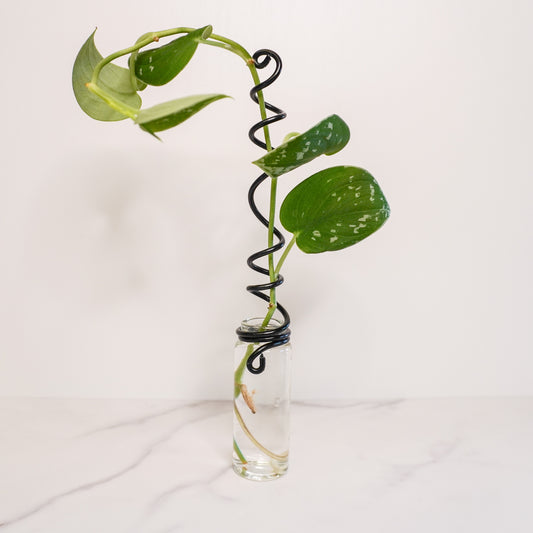 A sleek single propagation jar with a spiral black wire trellis supporting a vibrant green plant cutting. The clear glass jar is filled with water, showcasing the plant's growing roots. The black trellis wraps around the jar and extends upward, guiding the plant's stem as it climbs. The piece is displayed on a white marble surface with a plain white background, combining functionality and minimalist design.