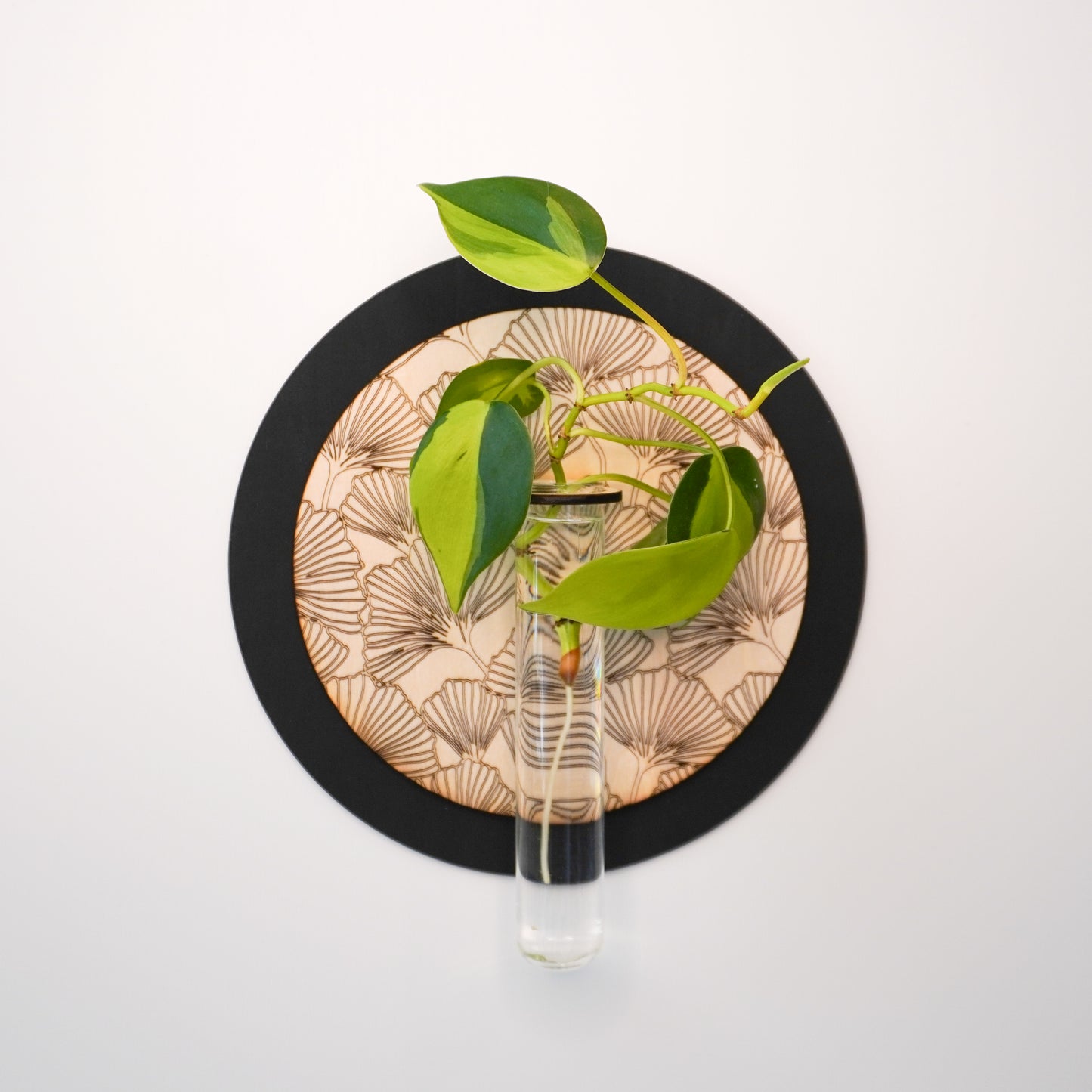 Ginkgo Circle Wall Propagation Tube