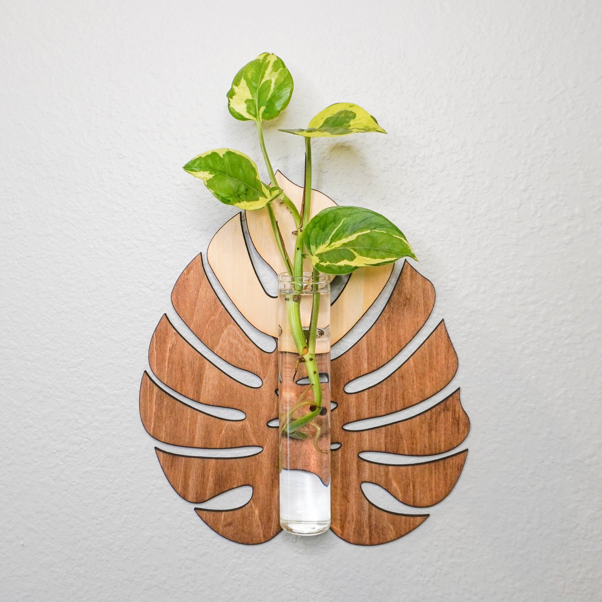 A wall-mounted propagation tube holder with a monstera-inspired design. The holder features a Monstera leaf shape made of layered wood in natural and stained finishes. A clear glass tube, filled with water, holds vibrant pothos plant cuttings with green and yellow variegated leaves. The piece is displayed against a textured white wall.