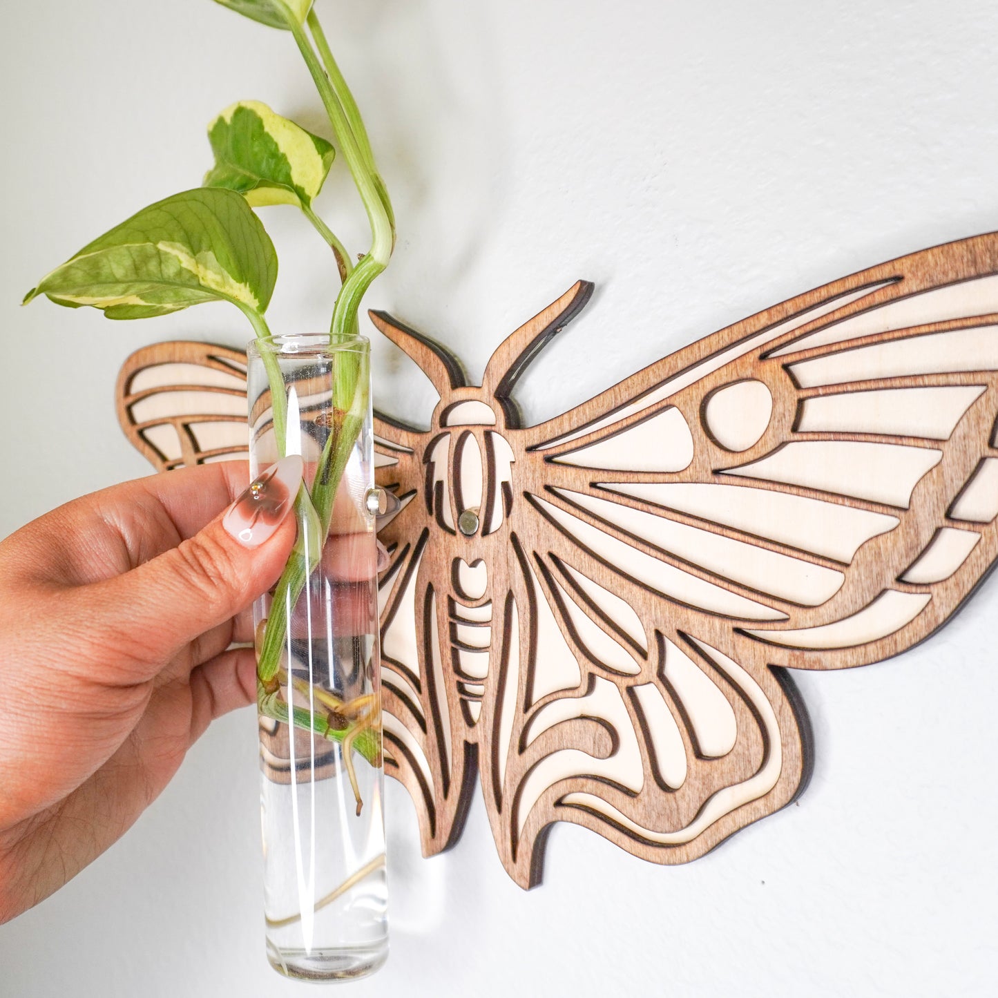 Moth Wall Propagation Tube