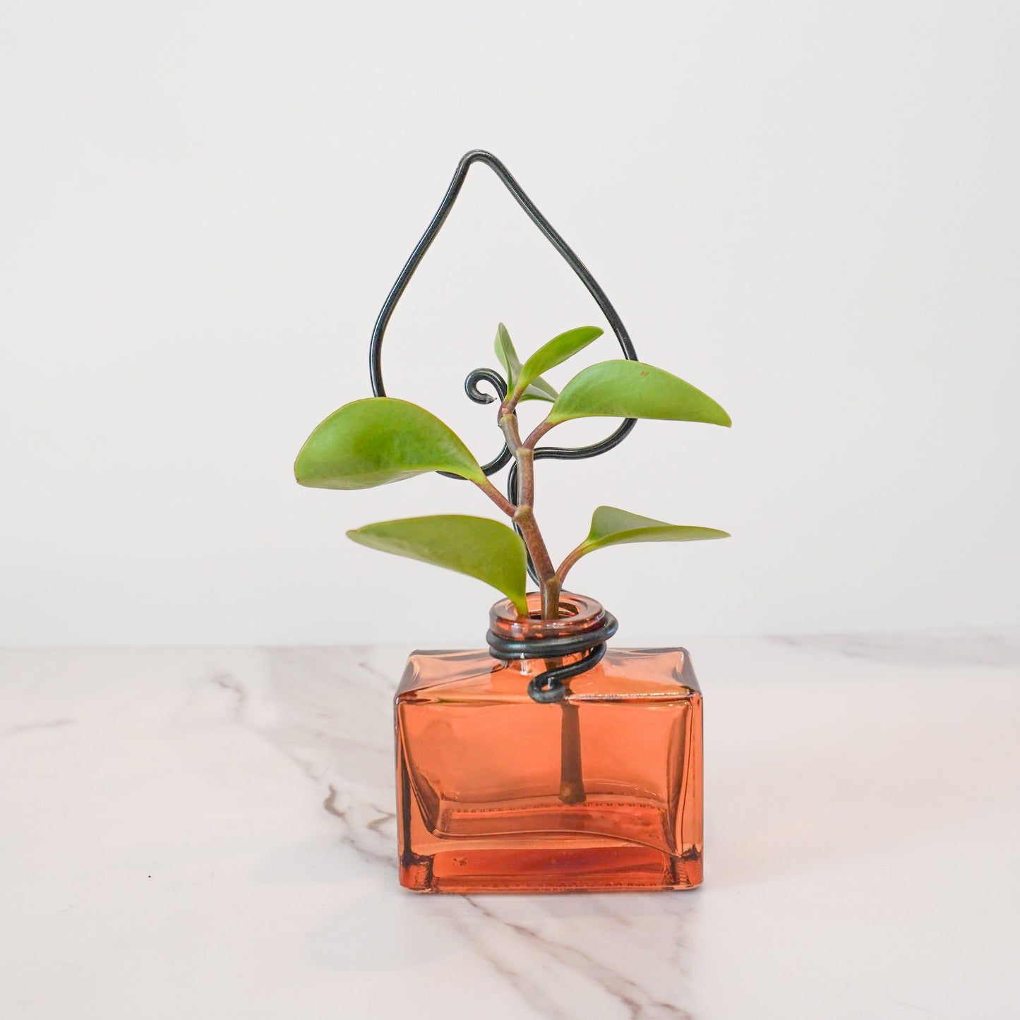 Amber Rectangular Mini Propagation Jar with Leaf Trellis