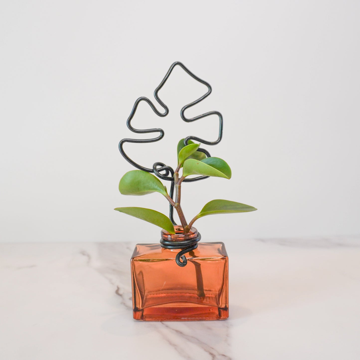 Amber Rectangular Mini Propagation Jar with Monstera Trellis