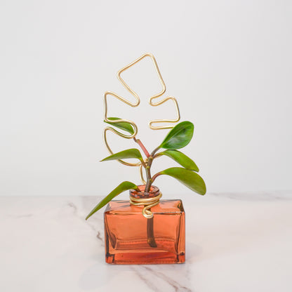 Amber Rectangular Mini Propagation Jar with Monstera Trellis