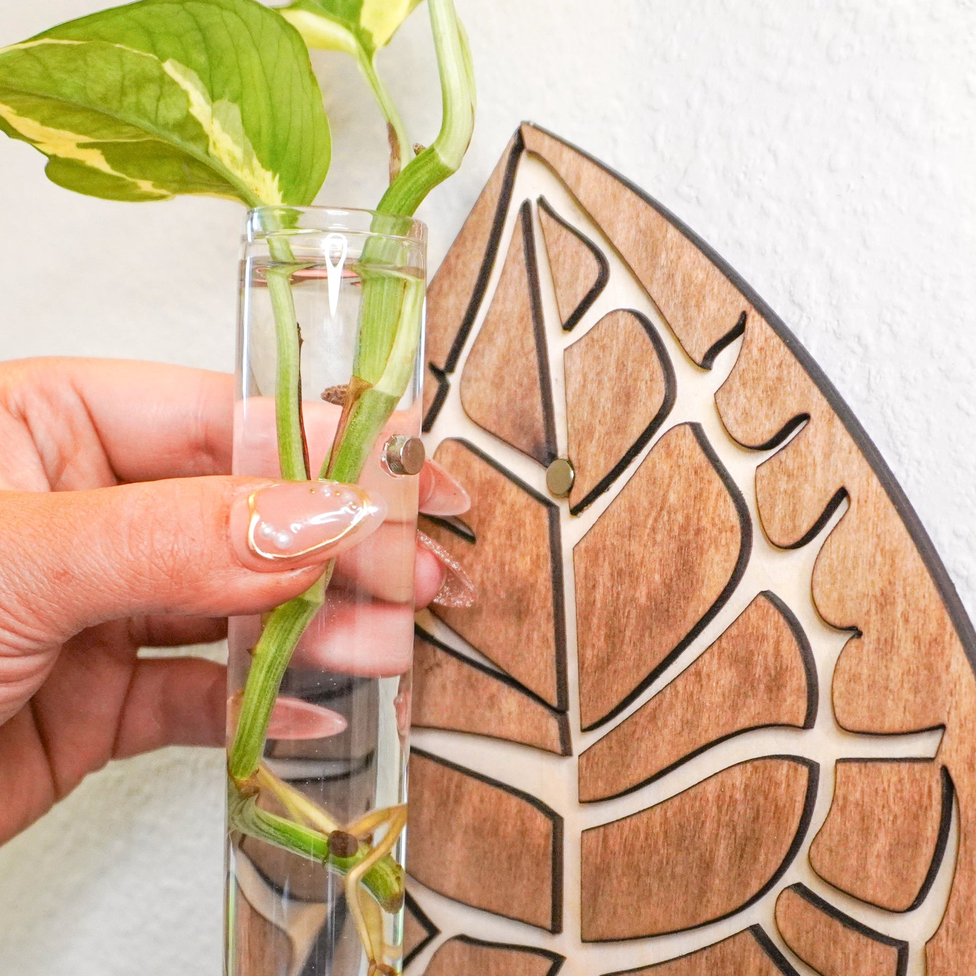 Anthurium Clarinervium Wall Hanging Propagation Tube