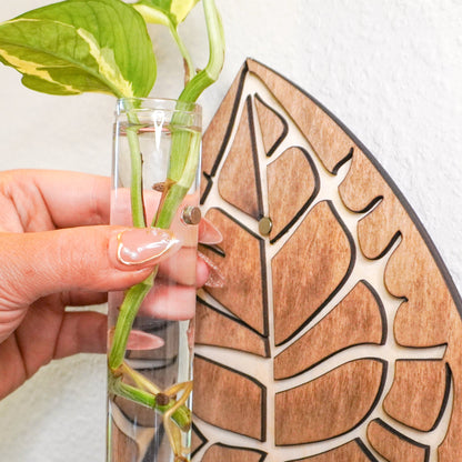 Anthurium Clarinervium Wall Hanging Propagation Tube